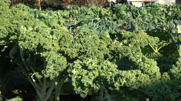 Petit champ plein de légumes, chou frisé, poireaux, brocoli, chou, dans une ferme biologique
 - Séquence, vidéo