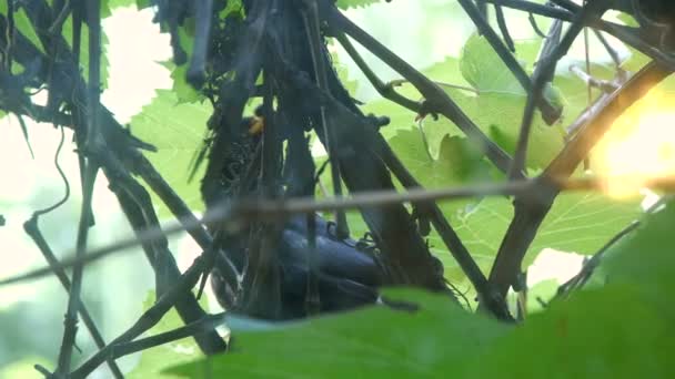 Ένα πουλί κάθεται σε ένα αμπέλι και κατέχει ένα μούρο με το ράμφος, τροφή για νεοσσούς - Πλάνα, βίντεο