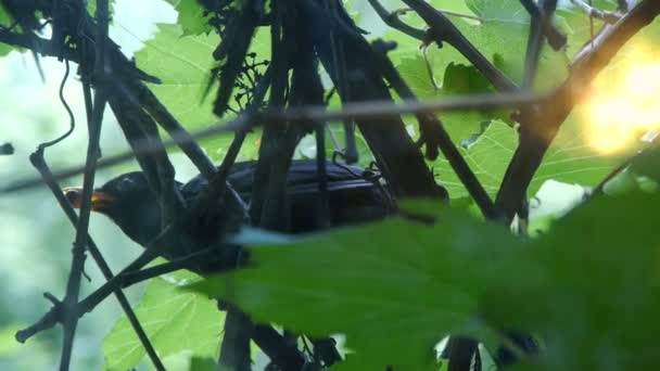 Ptak siedzi na winorośli i posiada jagody w dziobie, jedzenie dla piskląt - Materiał filmowy, wideo