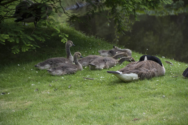 Familia de ganso canadiense con Goslings aka gansos bebé sentado en la hierba
. - Foto, Imagen