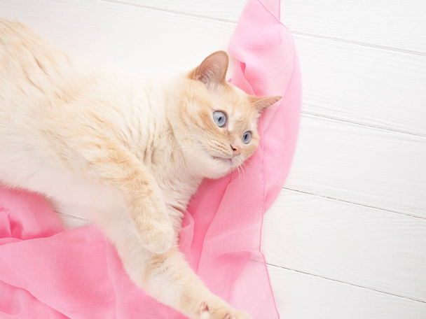 cat playing, on a wooden background with a pink scarf, concept tenderness, care - Photo, image