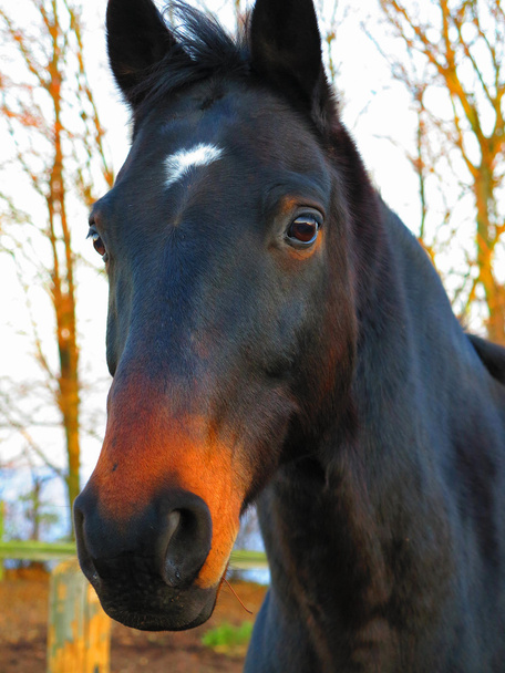 素晴らしいサラブレッド種競走馬の肖像画 - 写真・画像