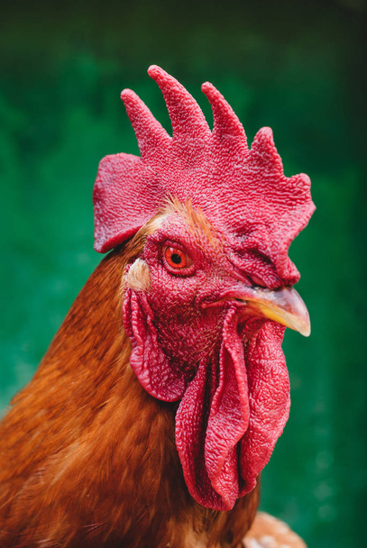 Portrait of a cock - Photo, Image