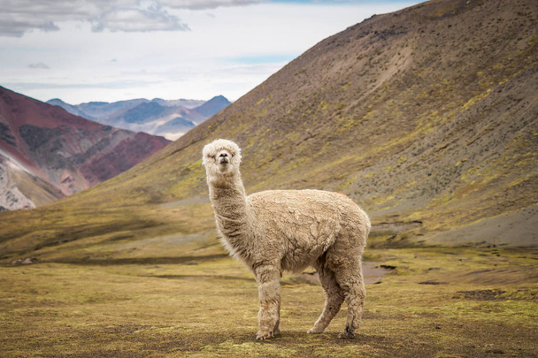 A lonely llama is standing on the plateau in the wild - Peru - Photo, Image