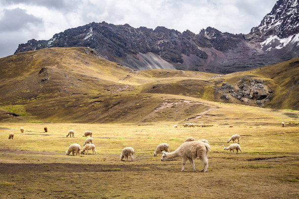 die wilden Alpakas im Regenbogenberg - peru - Foto, Bild