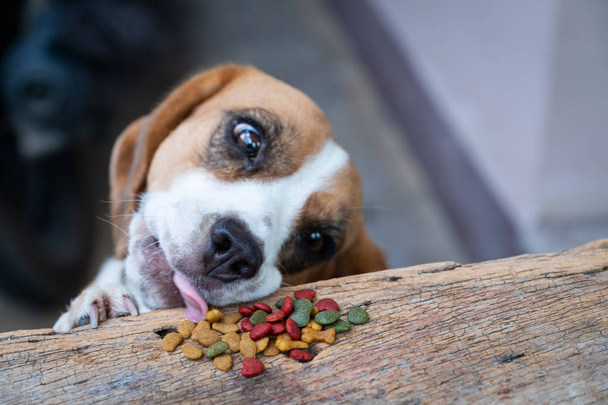 Beagle köpek denemek tablodan, evde beslenen hayvan yemek yeme kuru yiyecek çalmak için - Fotoğraf, Görsel
