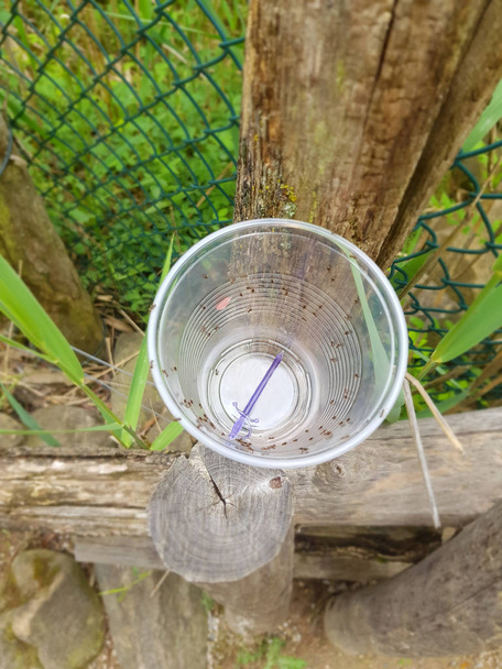 Transparent plastic cup with ants - Photo, Image