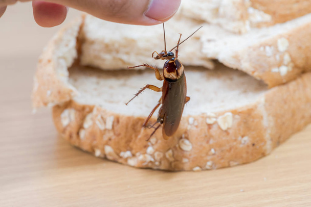 Close up of cockroach on a Whole wheat bread - Photo, Image