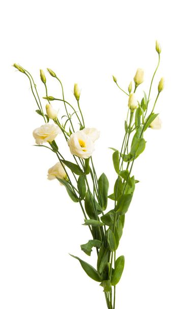 flores de eustoma aisladas sobre fondo blanco - Foto, imagen