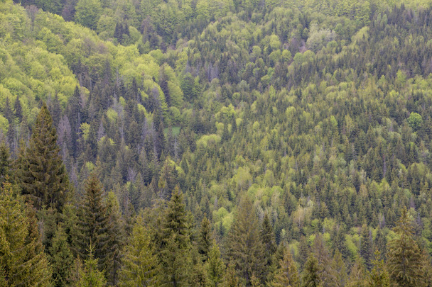 Dağ orman ile iğne yapraklı ve yaprak döken ağaçlar, erken bahar. - Fotoğraf, Görsel