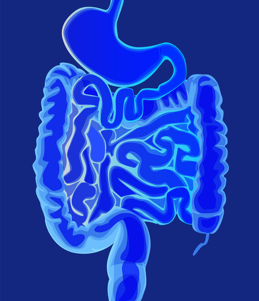 Ilustración vectorial médica abstracta intestino sano en un color azul claro
 - Vector, Imagen