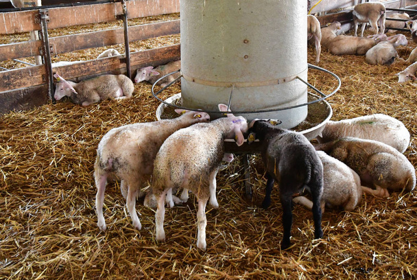 Thiverval Grignon, France - 13 août 2016 : moutons et agneaux dans la ferme Agroparistech - Photo, image