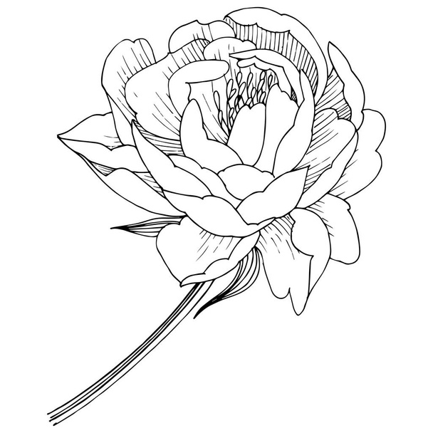 Peony flower in a vector style isolated. - Vetor, Imagem