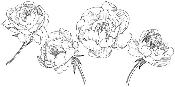 Peony flower in a vector style isolated. - Vector, Image