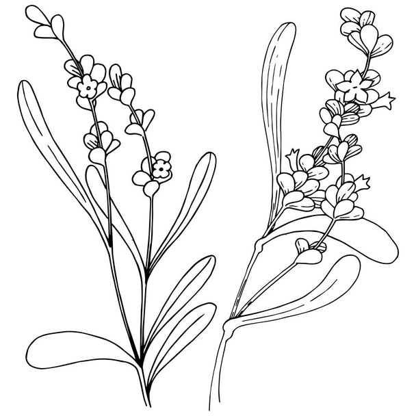 Levendula virág elszigetelt vektor stílusban. - Vektor, kép