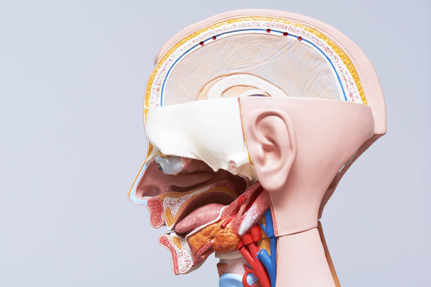 Vista lateral de la cabeza y el cuello humanos modelo y sección que muestra el órgano interno
 - Foto, Imagen