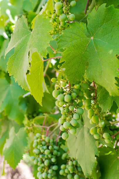 Unripe bunch of green grapes closeup. Fresh green grapevines with immature grape berries and lush foliage. Summer time at vineyard - Фото, зображення