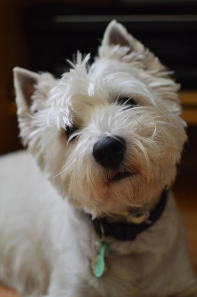 West Highland White Terrier aufmerksam auf das, was Sie sagen. Westlich. Natur, Hund, Haustier, Porträt. 26. mai 2018. madrid. Spanien. - Foto, Bild