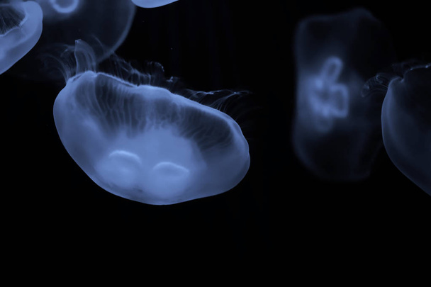 Siniset meduusat uivat veden alla
 - Valokuva, kuva
