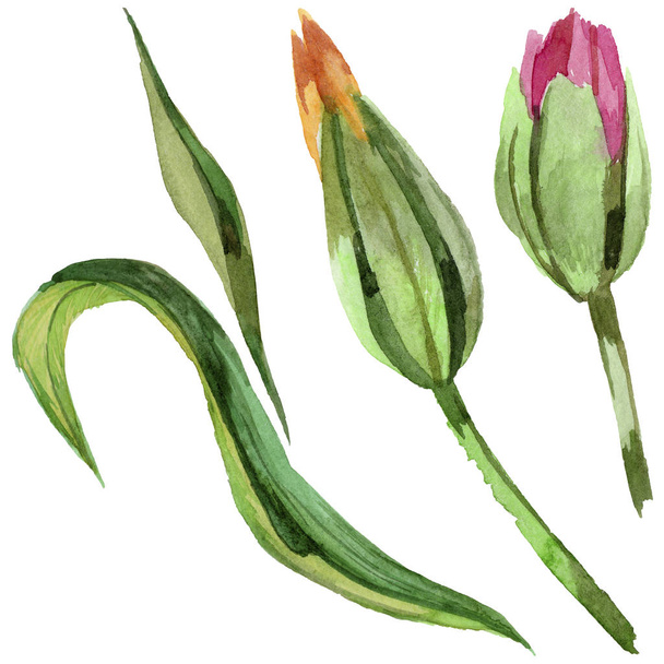 Colorful summer tulip. Floral botanical flower. Wild spring leaf wildflower isolated. Aquarelle wildflower for background, texture, wrapper pattern, frame or border. - Foto, Imagem