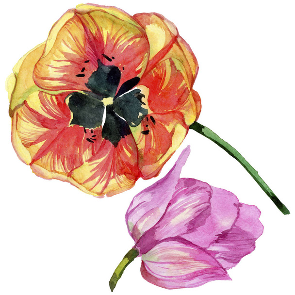 Tulipe d'été colorée. Fleur botanique florale. Feuille sauvage de printemps fleur sauvage isolée. Aquarelle fleur sauvage pour fond, texture, motif d'emballage, cadre ou bordure
. - Photo, image