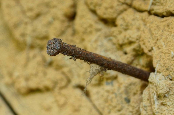 длинный коричневый ржавый гвоздь в стене
 - Фото, изображение