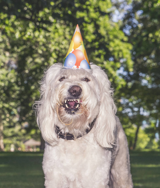 funny goldendoodle eating cake with a birthday hat on in a park - Фото, зображення