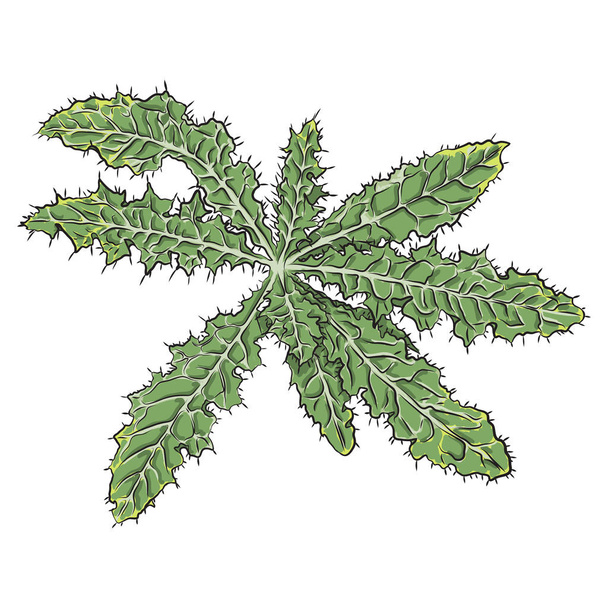 Bright vivid drawn tropical plant and leaves. Fresh exotic leaves and branch from the jungle forest. - Vector, afbeelding
