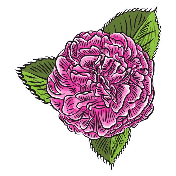 Rose flower open head bud and green leaves. Isolated on white background. Vector. - Vektor, obrázek