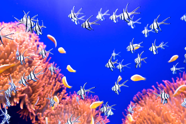 Тропические рыбы в аквариуме, мягкий фокус
. - Фото, изображение