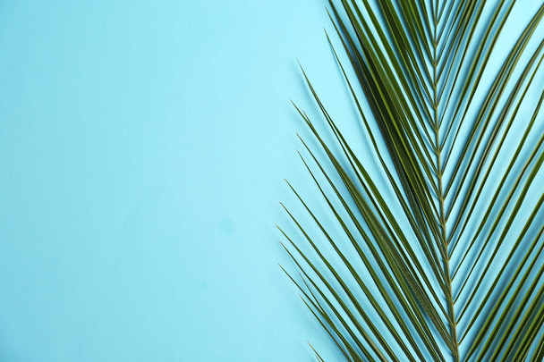 Beautiful tropical leaf on color background, top view - 写真・画像