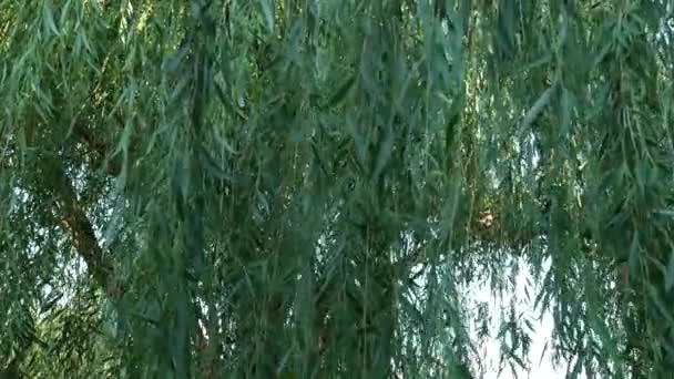 Steady shot wiejący wiatr drzewa wierzby - Materiał filmowy, wideo