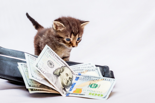 A little kitten near a purse with dollars. First earnings. It's time to take a profit in a successful business - Foto, immagini
