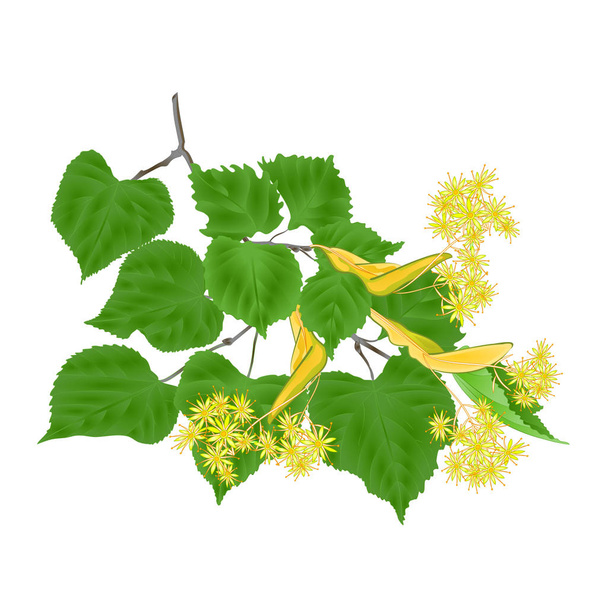 Branch Tilia-Linden tvig with leaves with Linden flowers on white background vintage vector illustration editabe hand draw  - Vector, Image