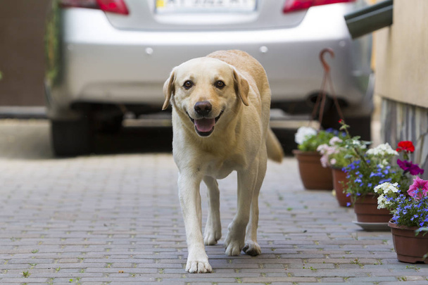 大きな巧妙な光黄色茶色犬ラブラドル ・ レトリーバー犬明るい日当たりの良い夏の日に舗装の庭で銀の光沢のある車の前に立って。ガード、保護友情、忠実、忠誠心の概念. - 写真・画像