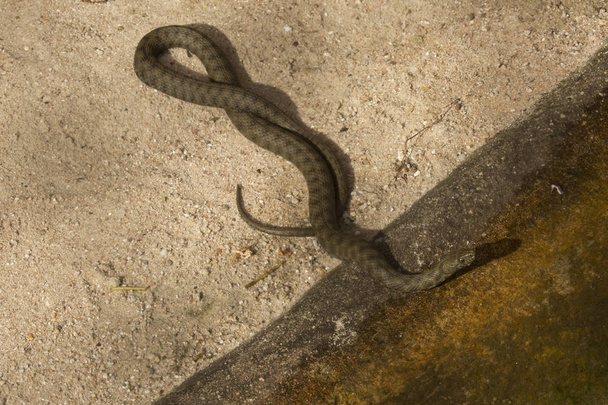 Dice snake (Natrix tessellata).  - Photo, Image