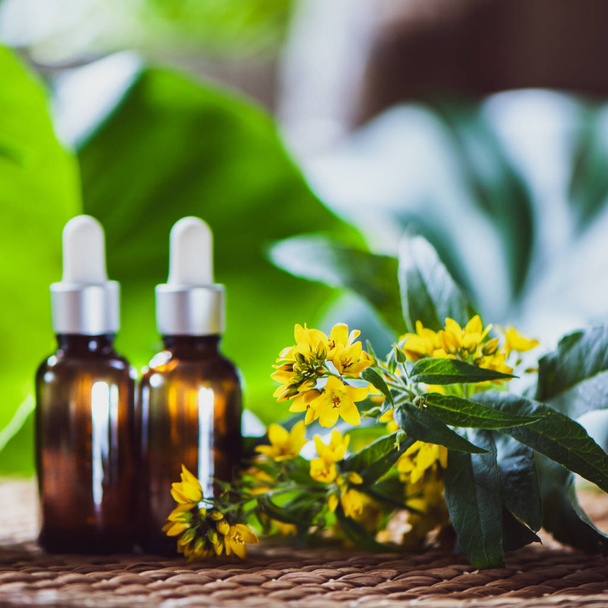 Bottles with St. John's wort extract and flowers Hypericum, organic cosmetics with herbal extracts  - Foto, imagen