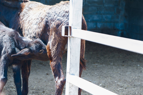 Funny Donkeys in the pen. Foal drinks milk from mother - 写真・画像