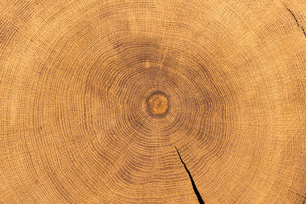 Průřez dubovém háji kmen stromu ukazující letokruhy izolované na bílém pozadí. - Fotografie, Obrázek