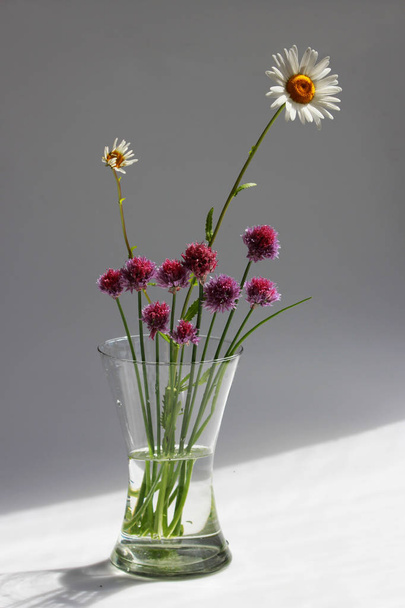Alcuni ramoscelli di erba cipollina selvatica cipolla Allium schoenoprasum e camomilla in un vaso di vetro su sfondo grigio
 - Foto, immagini