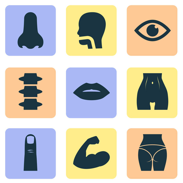 Conjunto de iconos corporales con columna vertebral, labio, vientre y otros elementos delgados. Iconos de cuerpo de ilustración vectorial aislado
. - Vector, Imagen