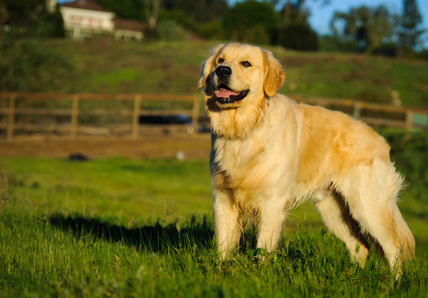 Golden Retriever cane ritratto all'aperto in piedi in campo con recinzione in legno
 - Foto, immagini