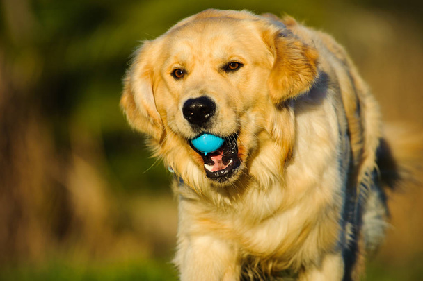 Golden Retriever σκύλων πορτραίτου τρέχει με μπλε μπάλα - Φωτογραφία, εικόνα