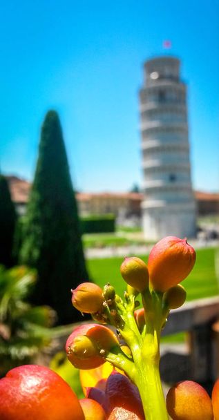 Torre inclinada de Pisa y cipreses sobre fondo borroso con flores de color rojo brillante en primer plano, Pisa, Toscana, Italia
. - Foto, Imagen