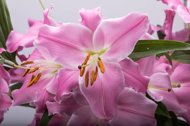 Primer plano de flores de azulejos rosados. Los nombres comunes para las especies de este género incluyen lirio de hadas lluvia zephyr lily magic lily Atamasco lily and rain lily. - Foto, Imagen