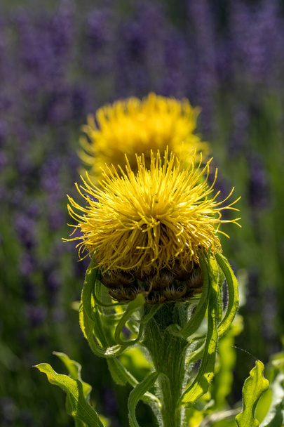 blühende gelbe Stern-Distel-Blüten auf Lavendelfeld Hintergrund - Foto, Bild