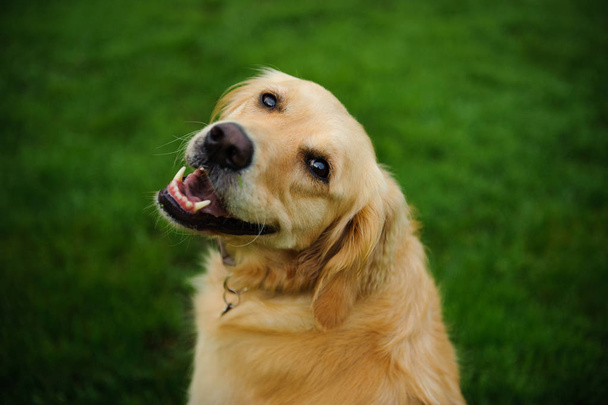 Golden Retriever perro retrato al aire libre contra hierba verde mirando hacia arriba
 - Foto, Imagen