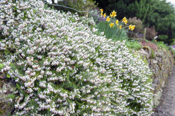 Een bos van Erica carnea, bloeiende subshrub plant ook wel bekend als Springwood wit, Winter Heath, sneeuw Heath en Heather, met overvloedige kleine urn-vormige, zilverachtige witte bloemen en naald groene gebladerte - Foto, afbeelding