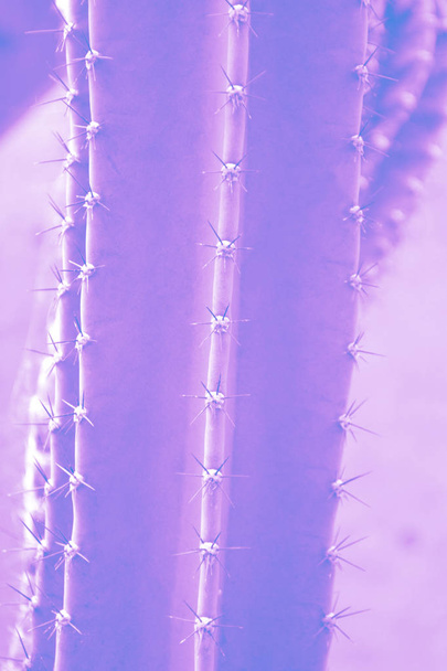 Thorn cactus texture background in close up view. Holographic toned colors. - Fotografie, Obrázek