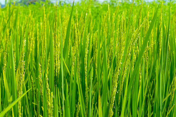 Рисова рослина на рисових полях
. - Фото, зображення